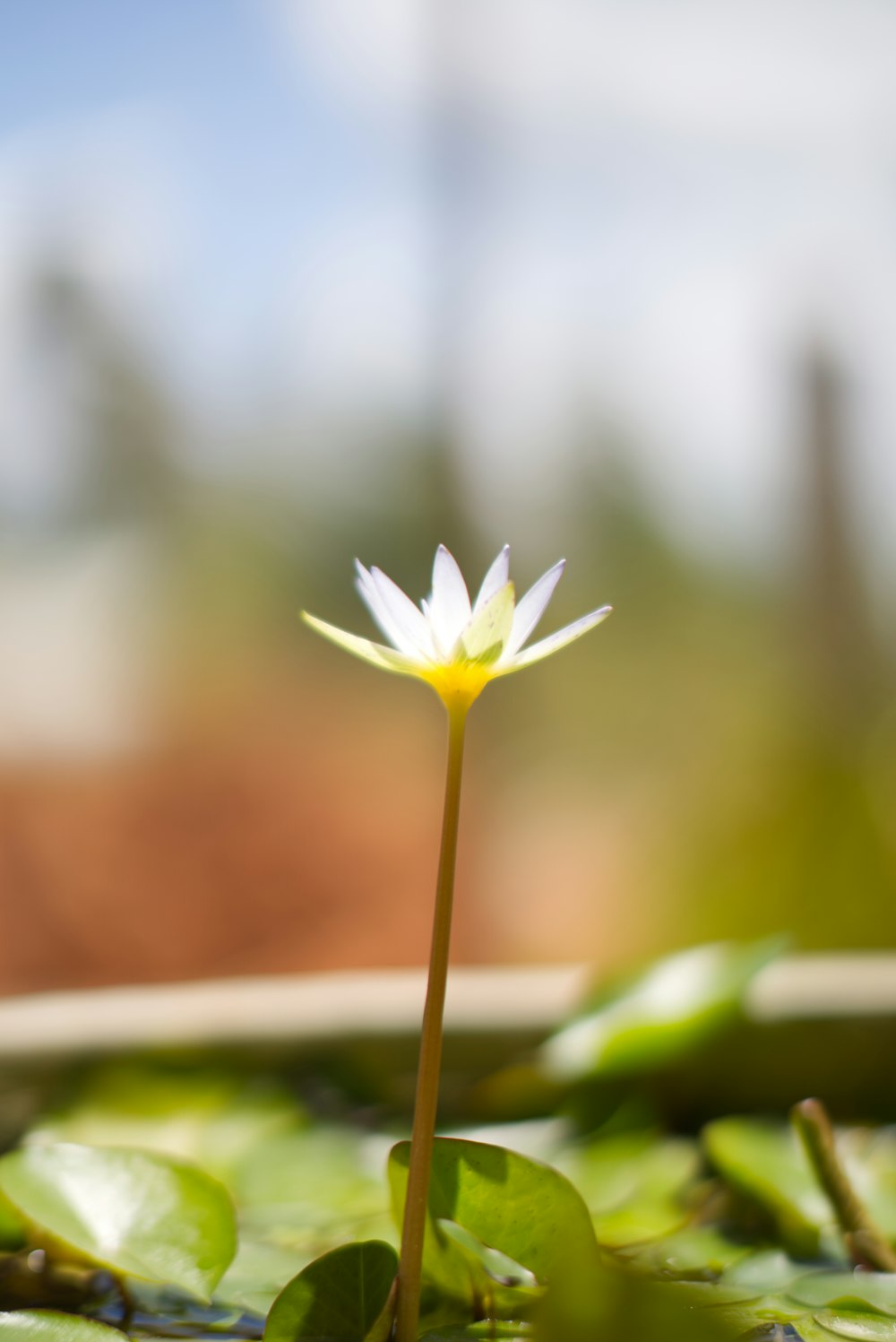a small white flower sitting on top of a green plant