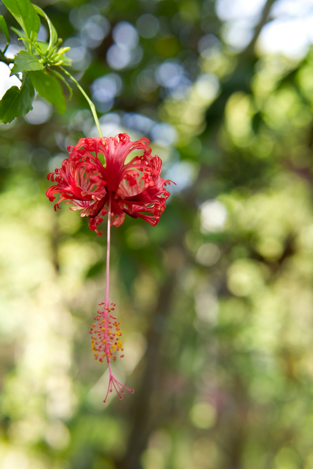 a red flower hanging from a tree branch