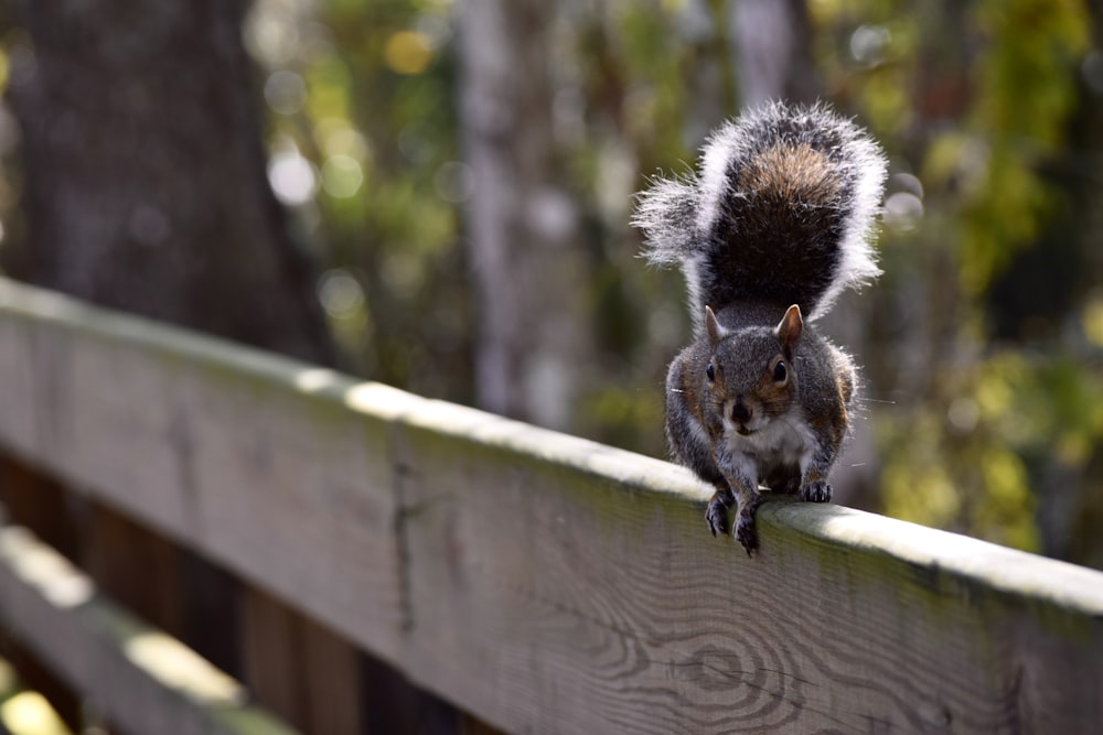 a squirrel is sitting on a wooden fence