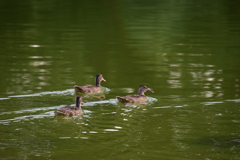 a group of ducks swimming on top of a lake