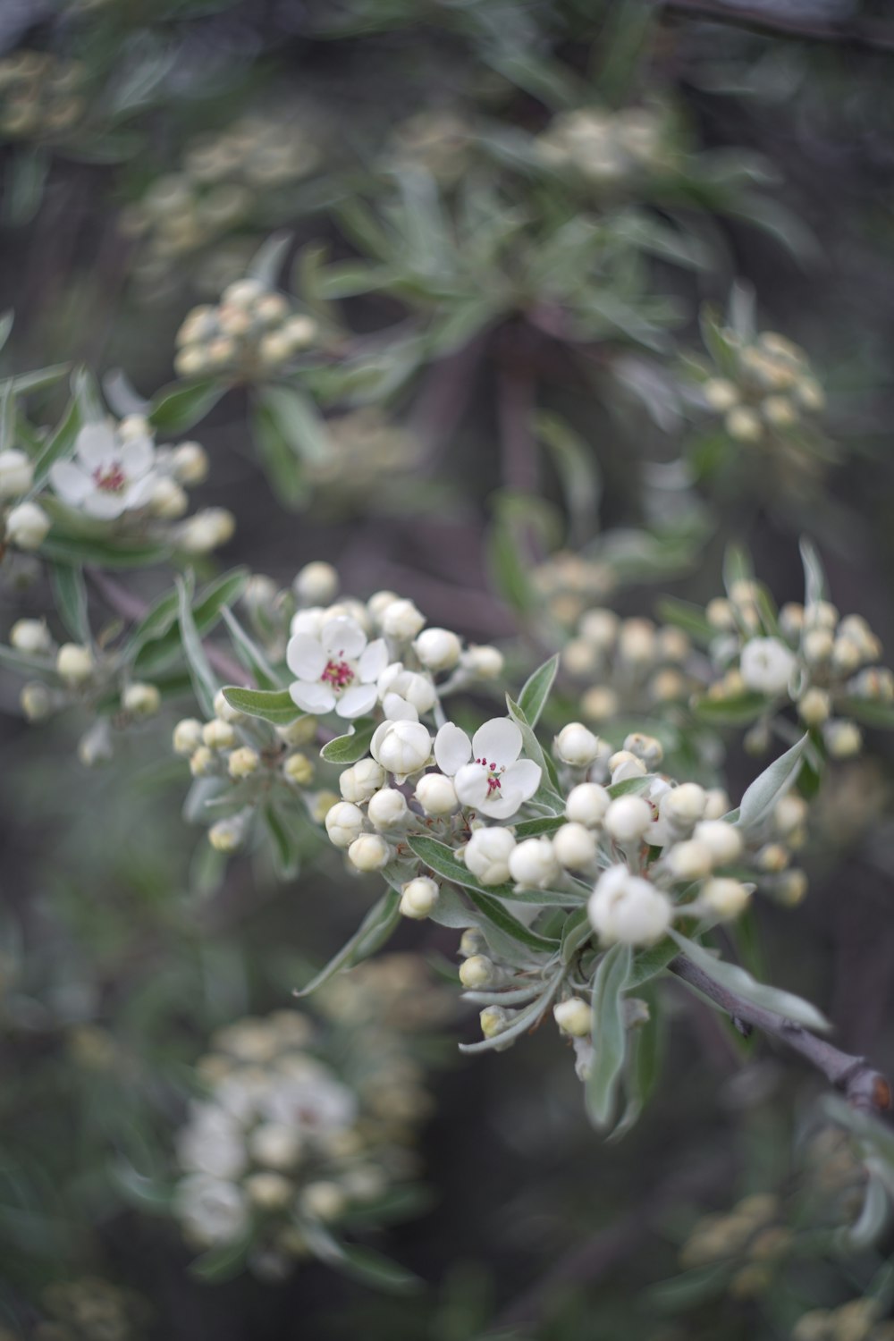 a branch with white flowers and green leaves