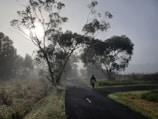 Participants walking mindfully along a quiet forest path in the early morning