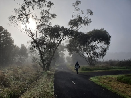 A serene image of a person walking comfortably on a tree-lined path during a calm morning.