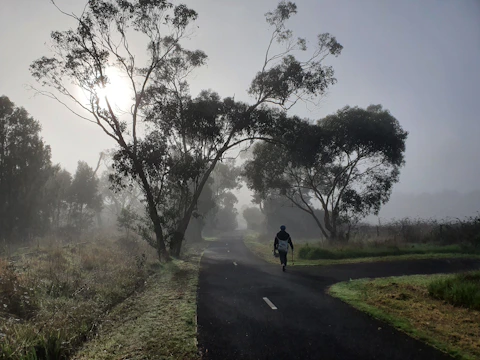 A peaceful morning walk along a tree-lined path, capturing calm and clarity.
