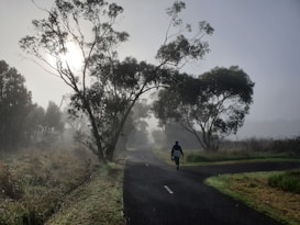 A serene pathway is surrounded by tall trees with the sun peeking through the morning mist. A person walks down the road, creating a peaceful and solitary atmosphere.