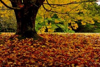a large tree with lots of leaves on the ground