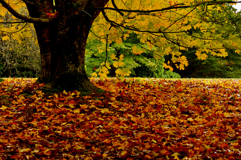 Fallen leaves and yard waste gathered under a large tree