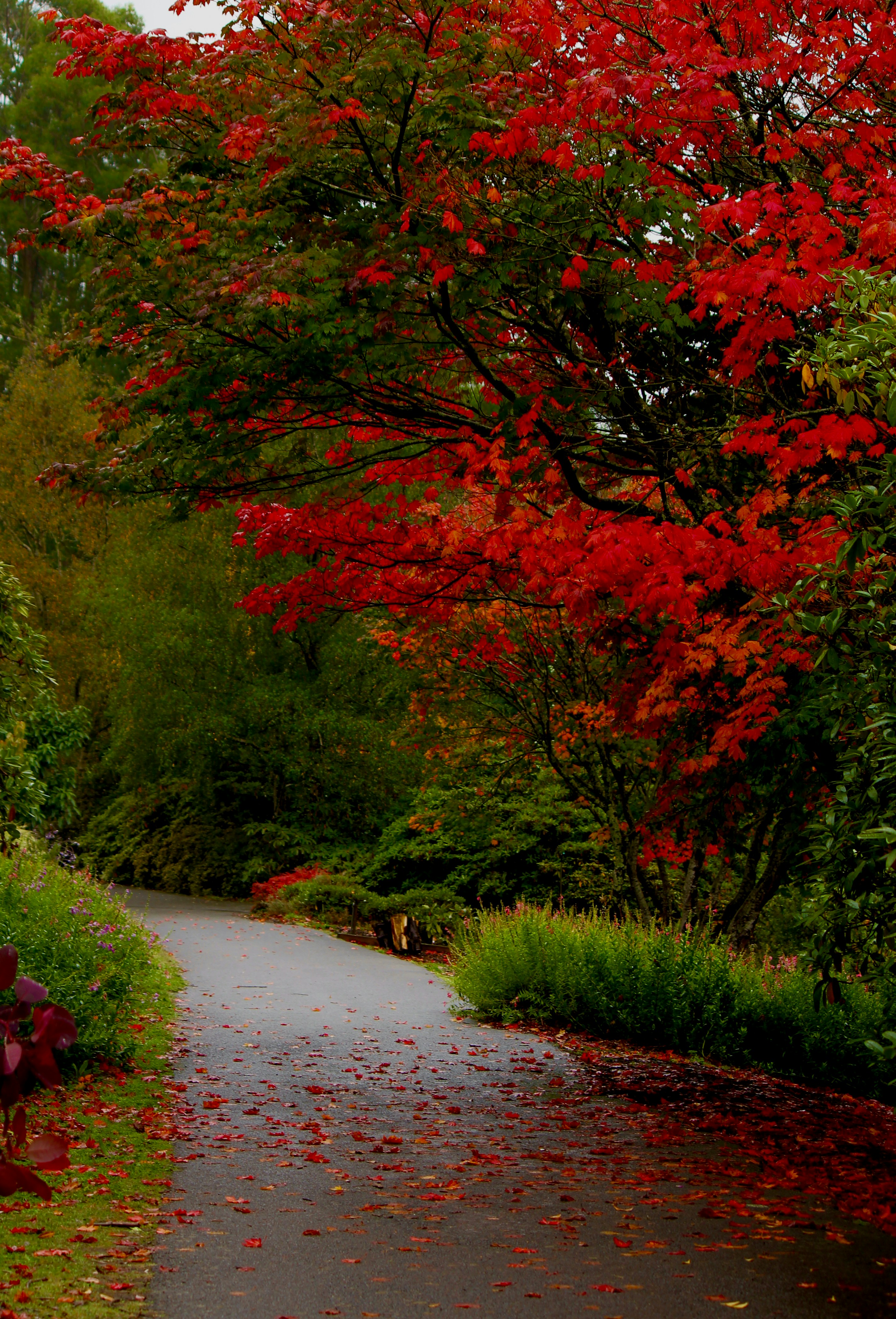 a red fire hydrant sitting on the side of a road