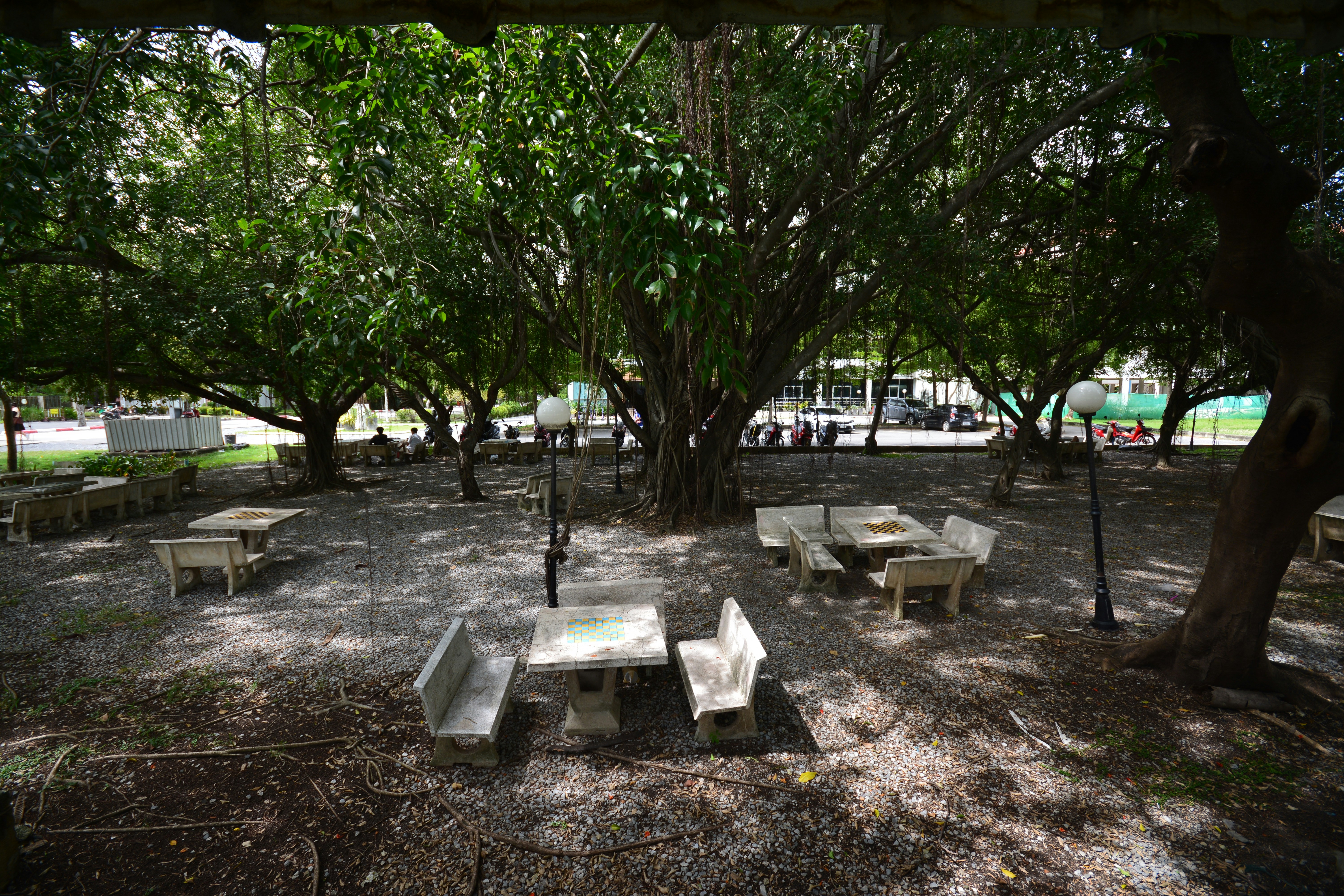 Benches under a large tree