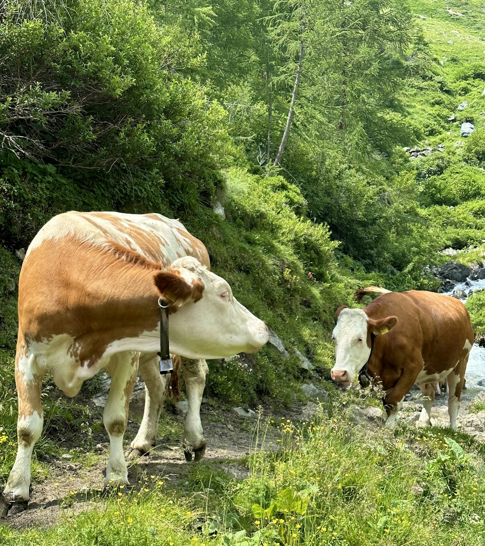 a couple of cows standing on top of a lush green hillside