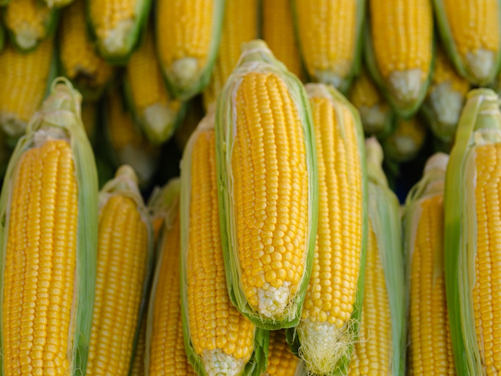 a close up of a bunch of corn on the cob
