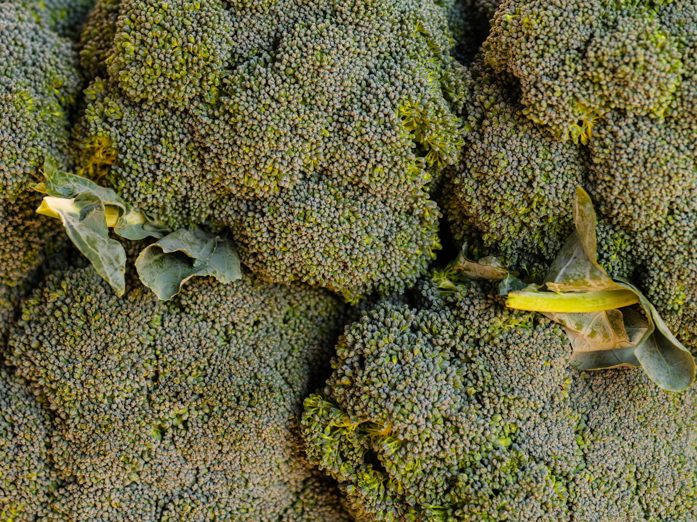 Fresh broccoli at a market