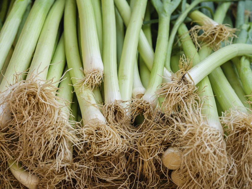 a pile of green onions with roots on them