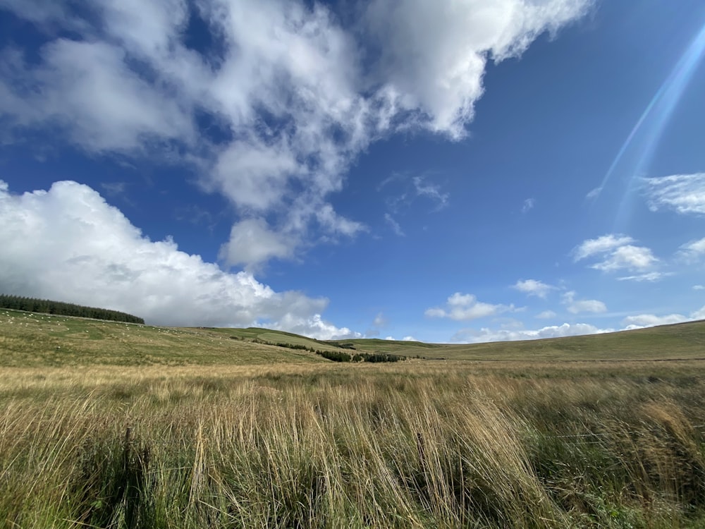 a grassy field under a blue sky with clouds