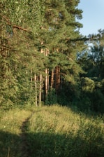 a path in the middle of a forest surrounded by tall trees