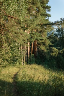 a path in the middle of a forest surrounded by tall trees