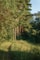 a path in the middle of a forest surrounded by tall trees