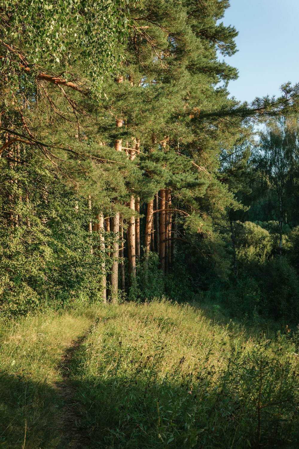 a path in the middle of a forest surrounded by tall trees