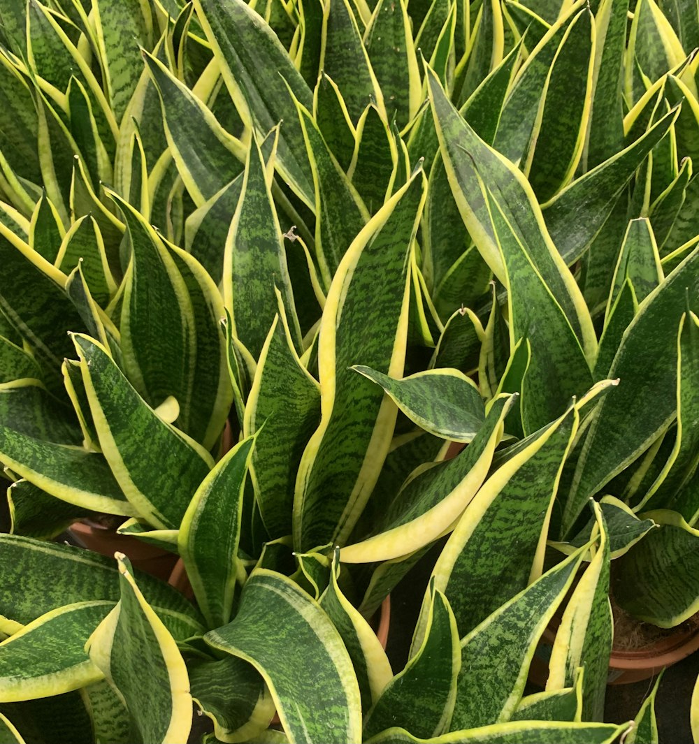 a close up of a plant with green leaves