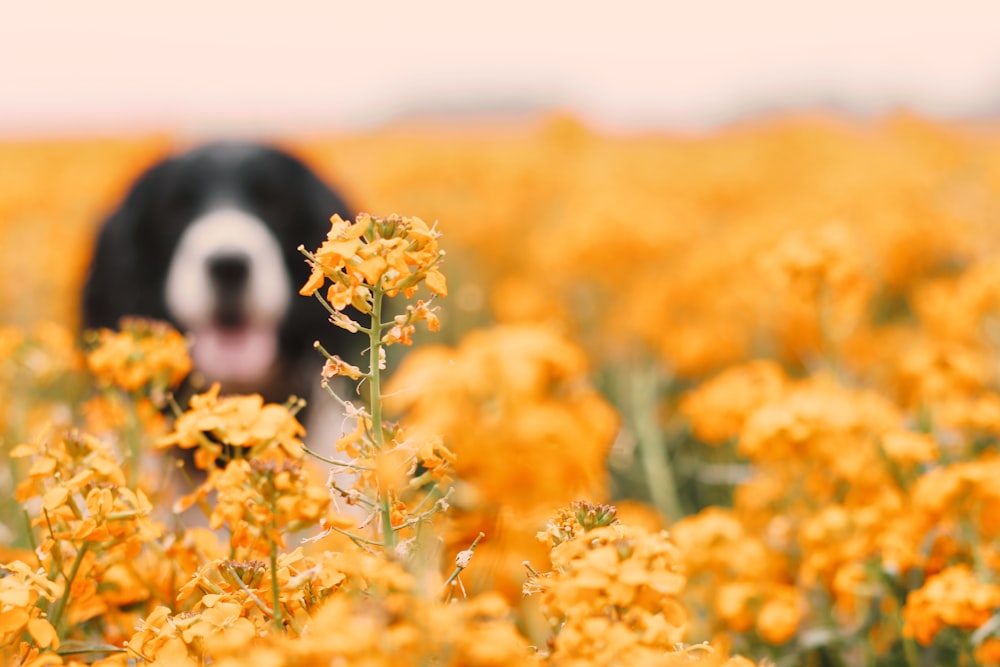 a black and white dog standing in a field of yellow flowers