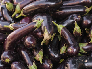Rows of blooming purple eggplants growing in neat garden beds.