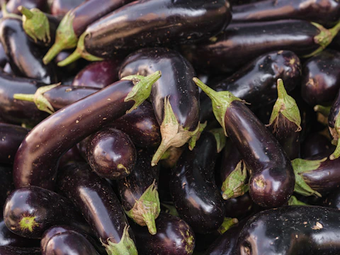 Rows of blooming purple eggplants growing in neat garden beds.