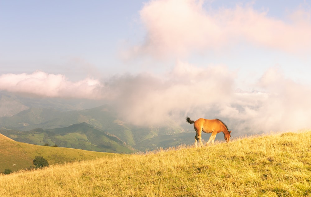 a horse is grazing on a grassy hill