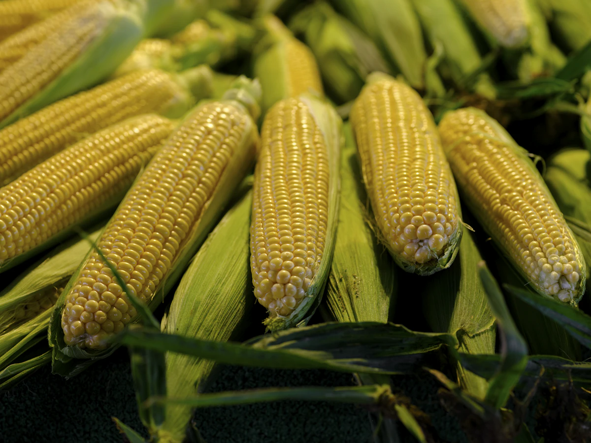 Maize Corn Farming India Commercial Guide