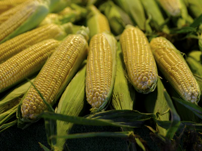 Maize Corn Farming India Commercial Guide