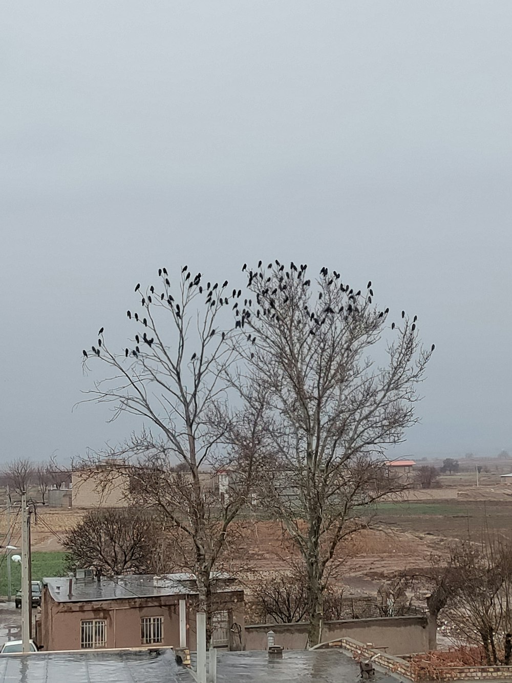 uno stormo di uccelli seduti sulla cima di un albero