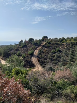 A scenic view of a hillside terrain with trees and a winding dirt path.
