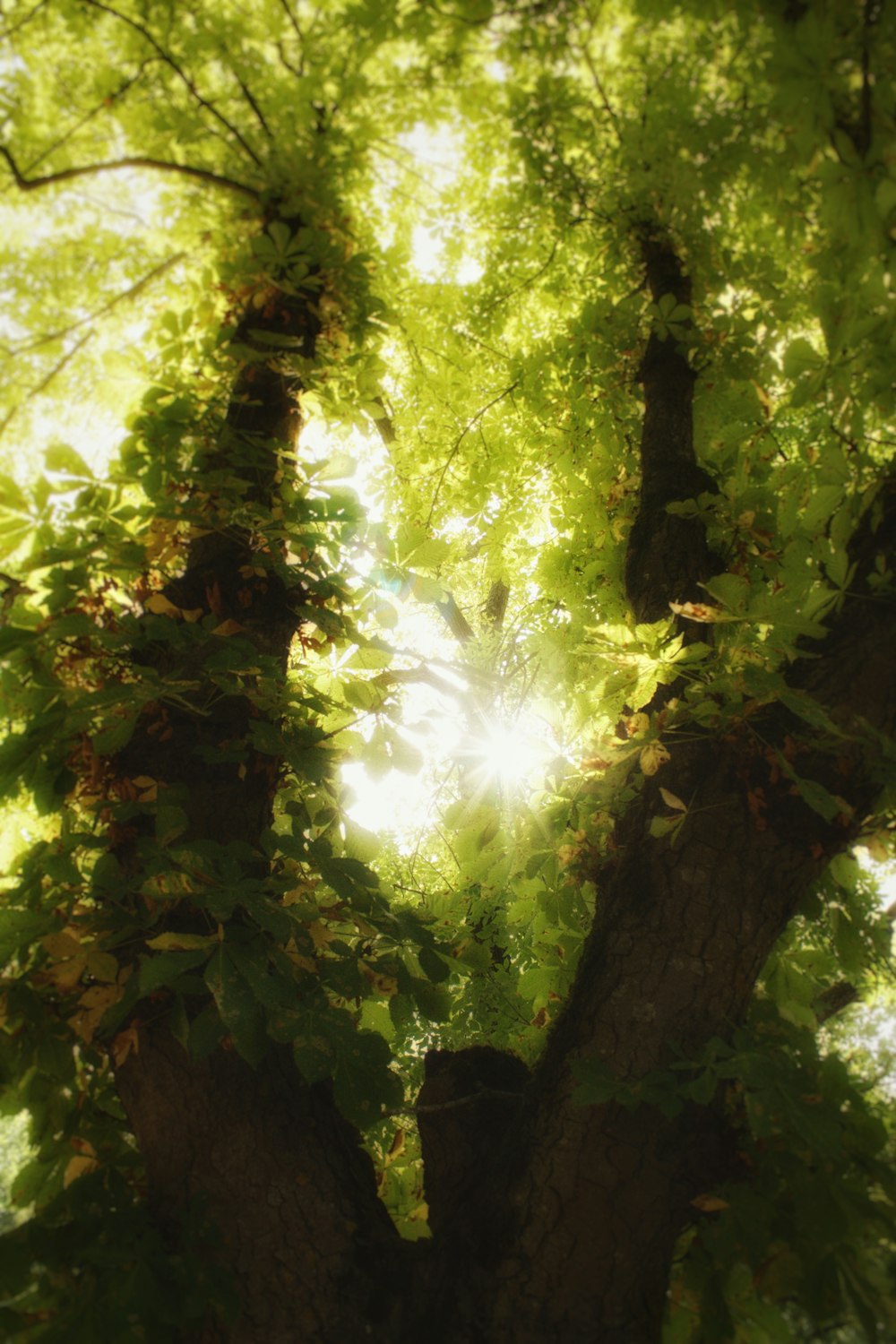 the sun shines through the leaves of a tree