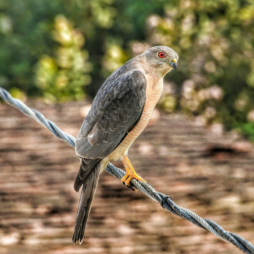 a bird perched on a wire with trees in the background