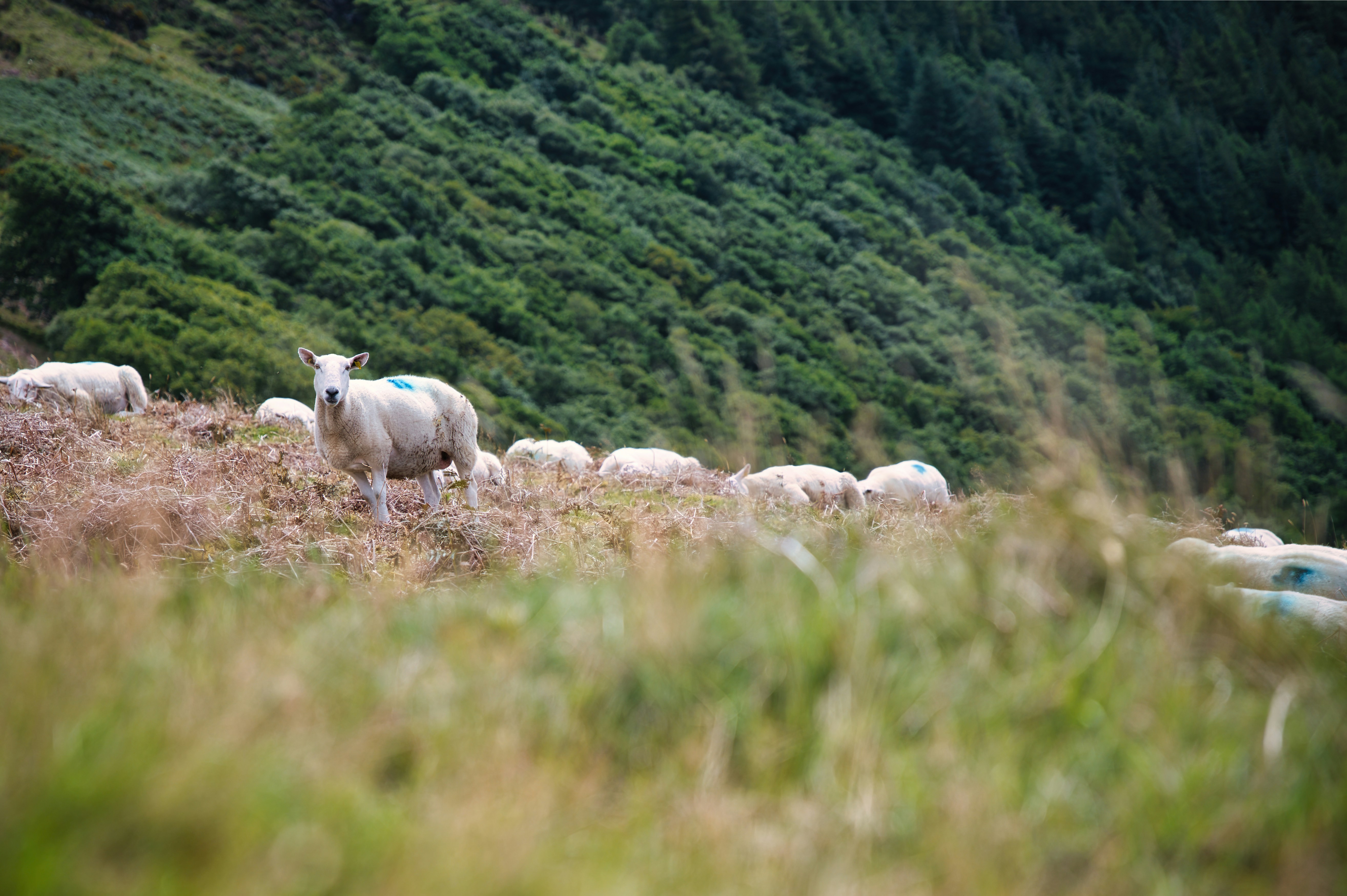 Un troupeau de moutons debout au sommet d’une colline verdoyante