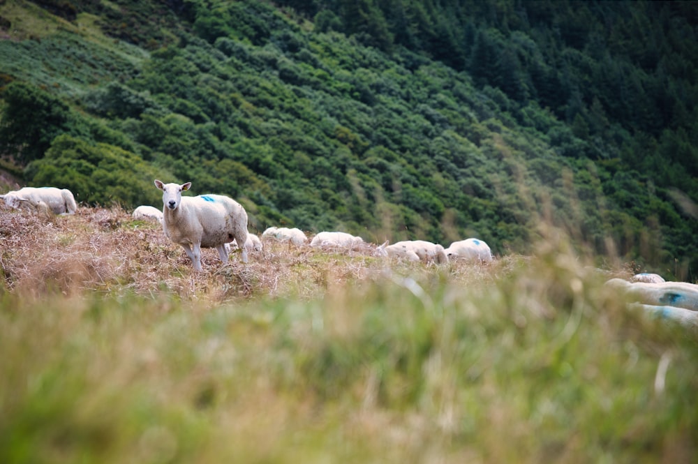a herd of sheep standing on top of a lush green hillside