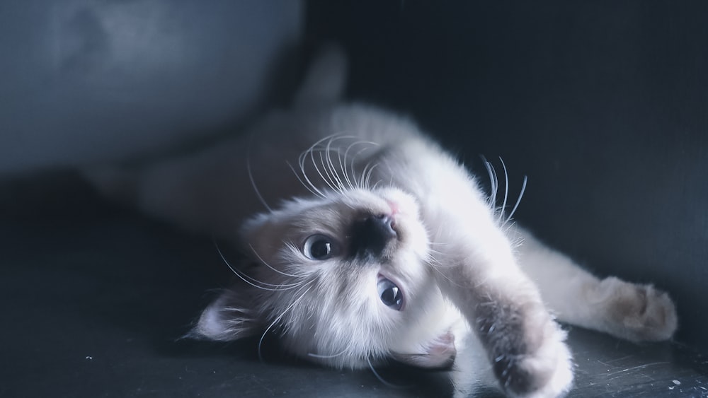 a cat laying on its back on the floor