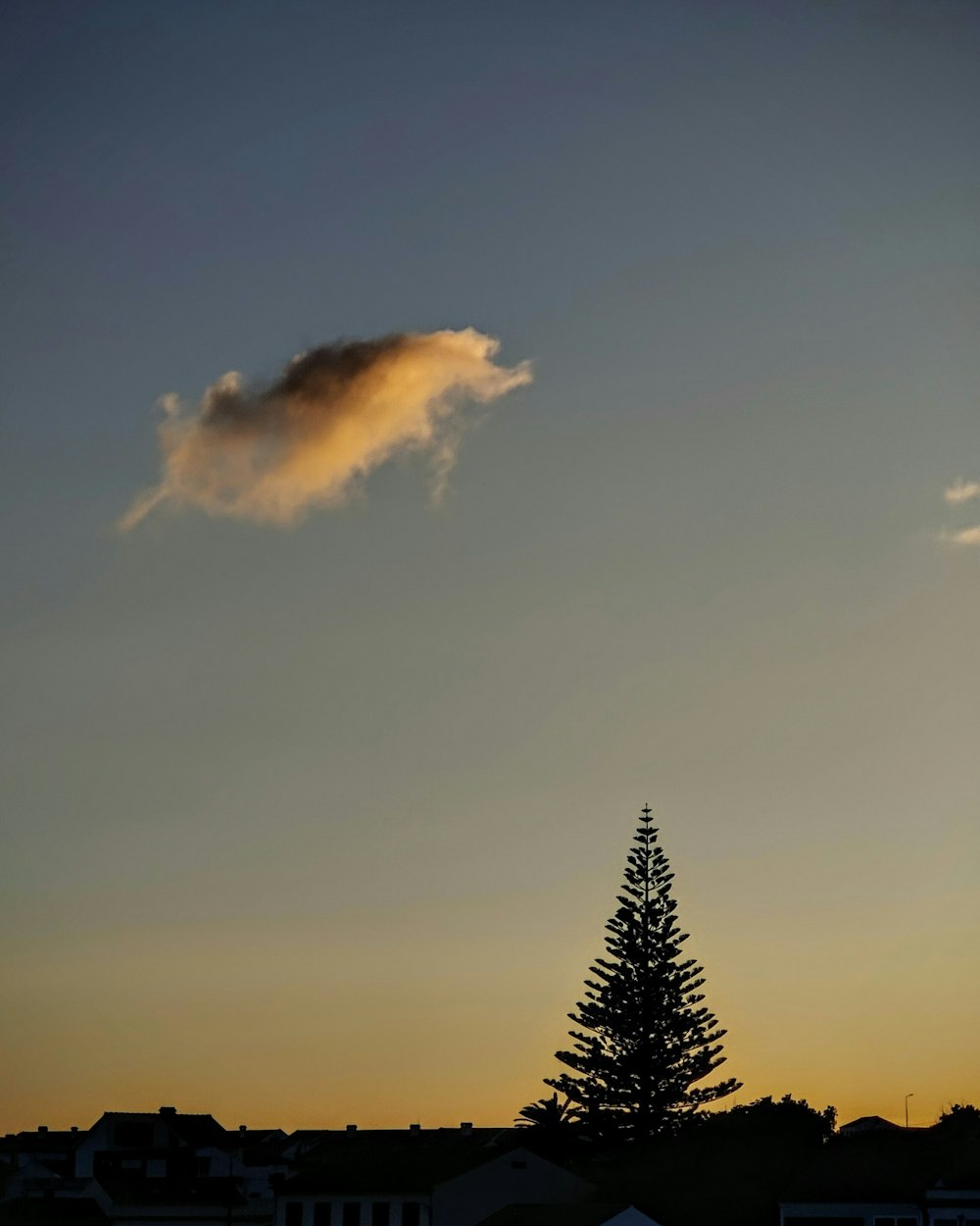 a lone tree is silhouetted against the evening sky