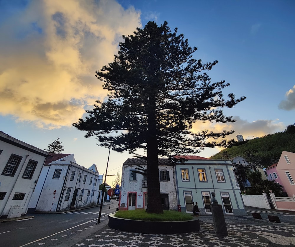 a large tree in the middle of a street