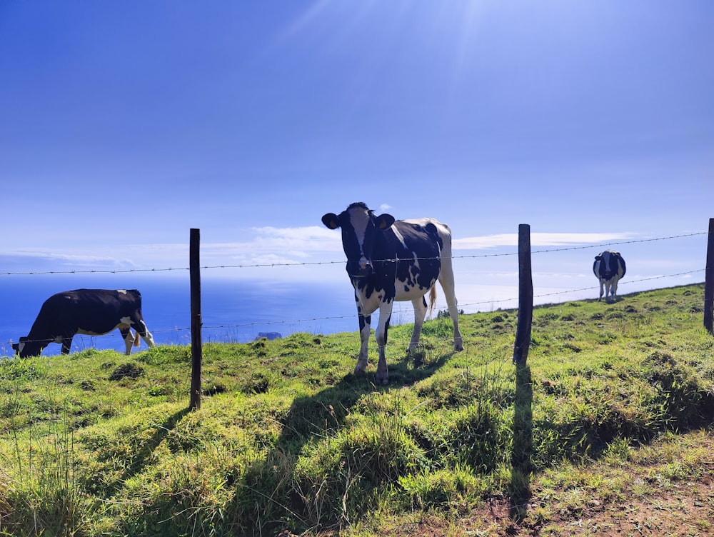 a herd of cows standing on top of a lush green hillside