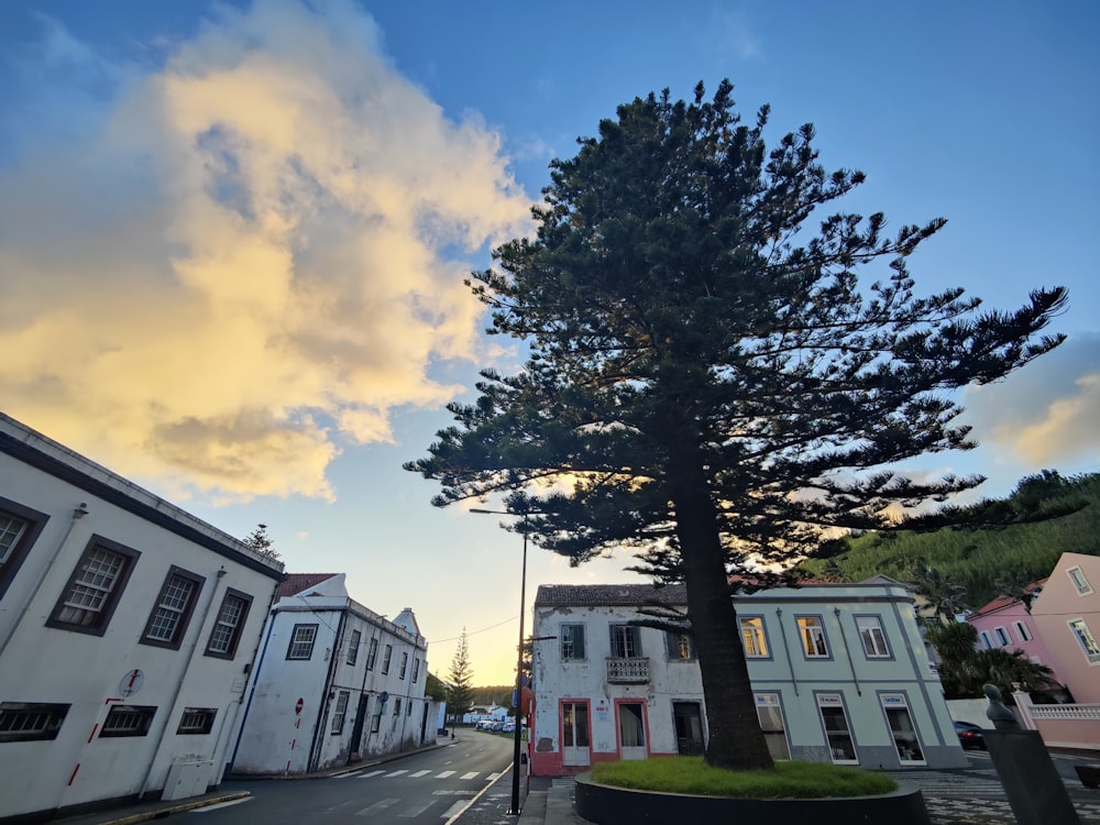 a lone tree stands in the middle of a street