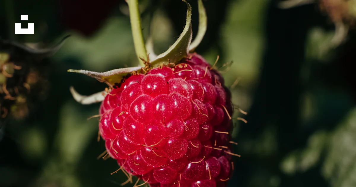 A close up of a raspberry on a plant photo – Free Raspberry Image on ...