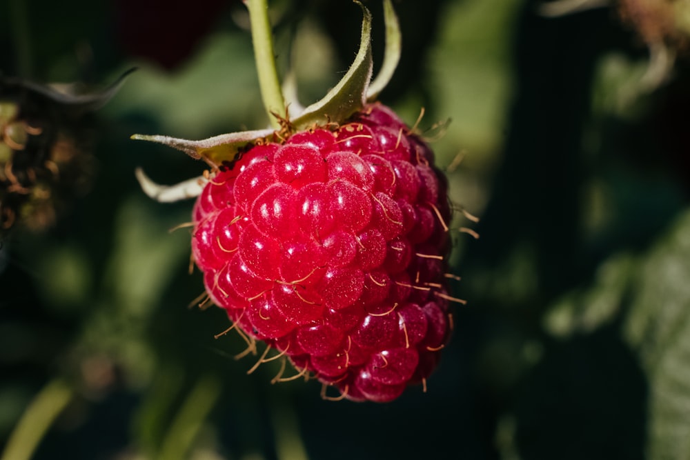 a close up of a raspberry on a plant