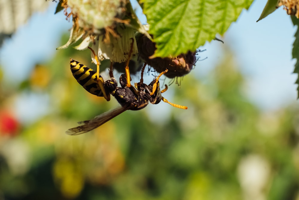 Un par de abejas sentadas encima de una hoja verde