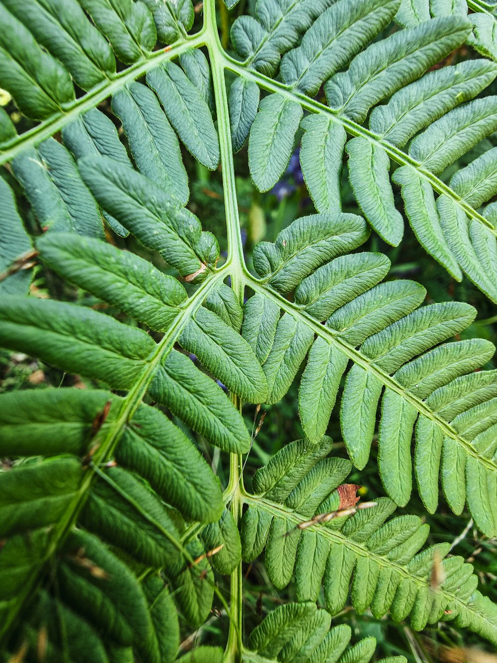 a close up of a green plant with lots of leaves