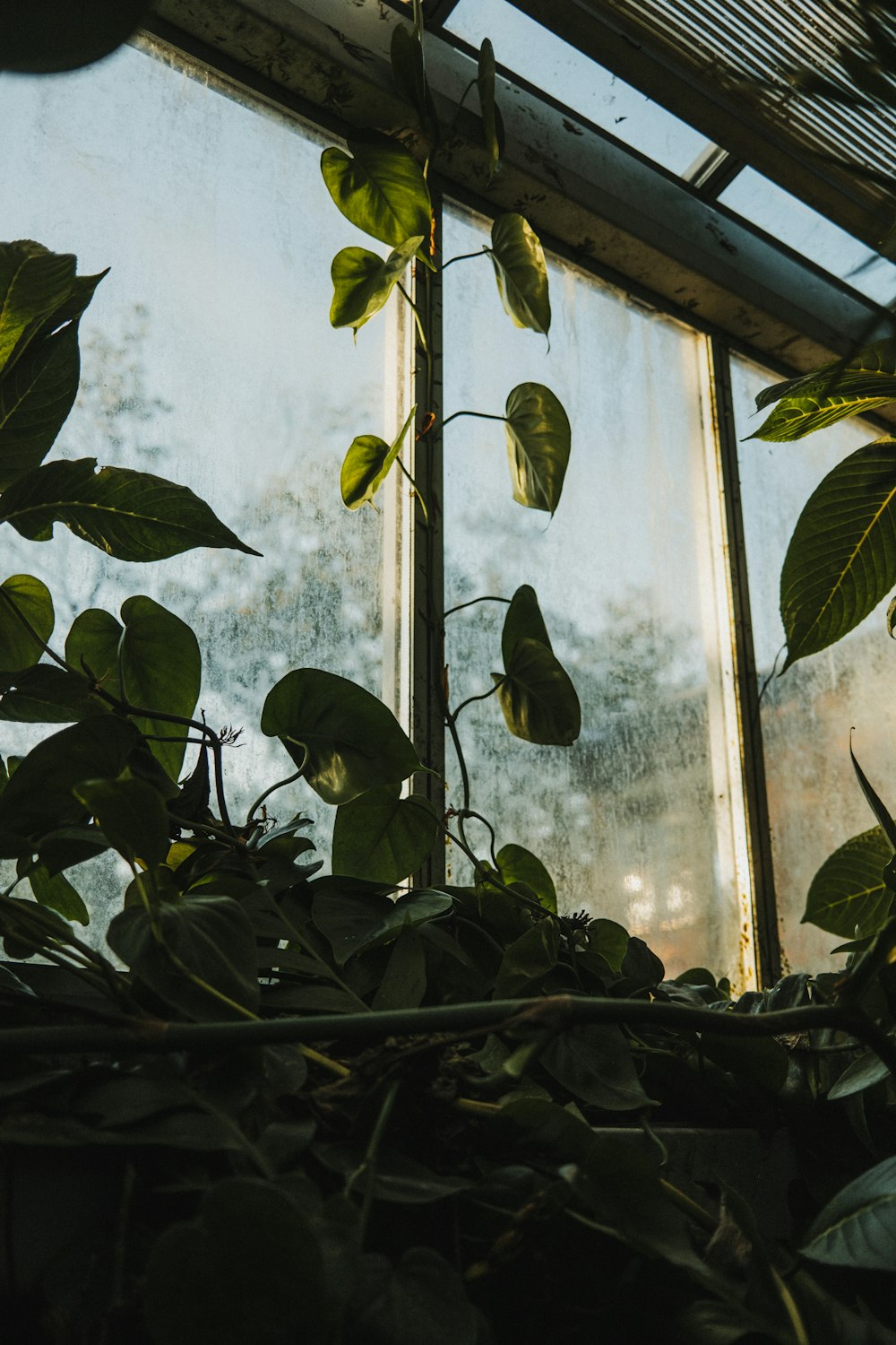 a window with a plant growing inside of it