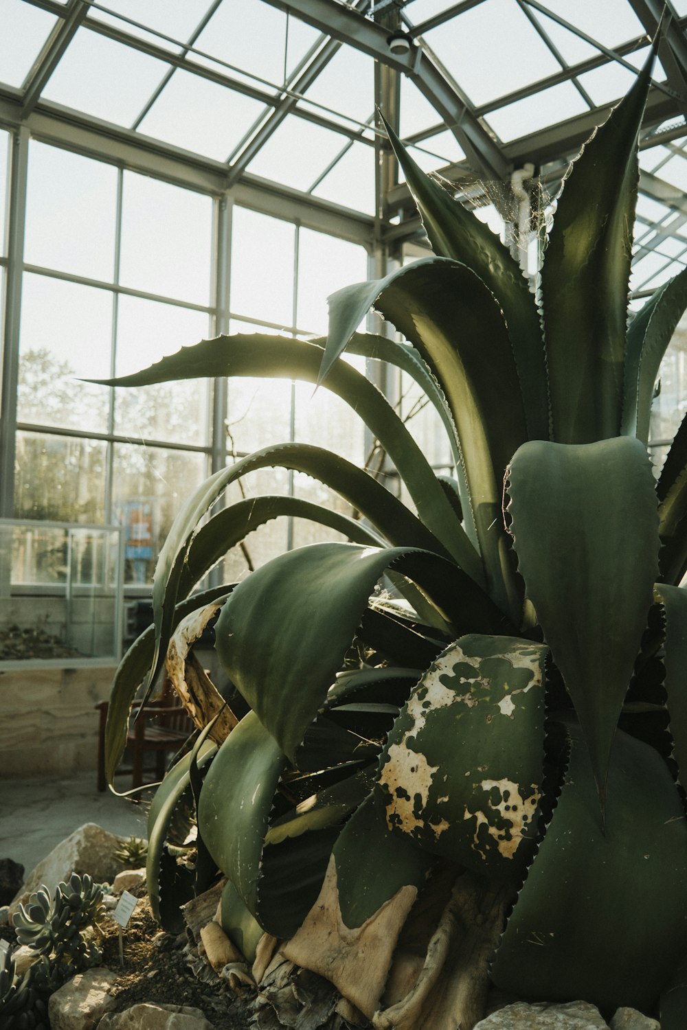 a large green plant sitting inside of a greenhouse