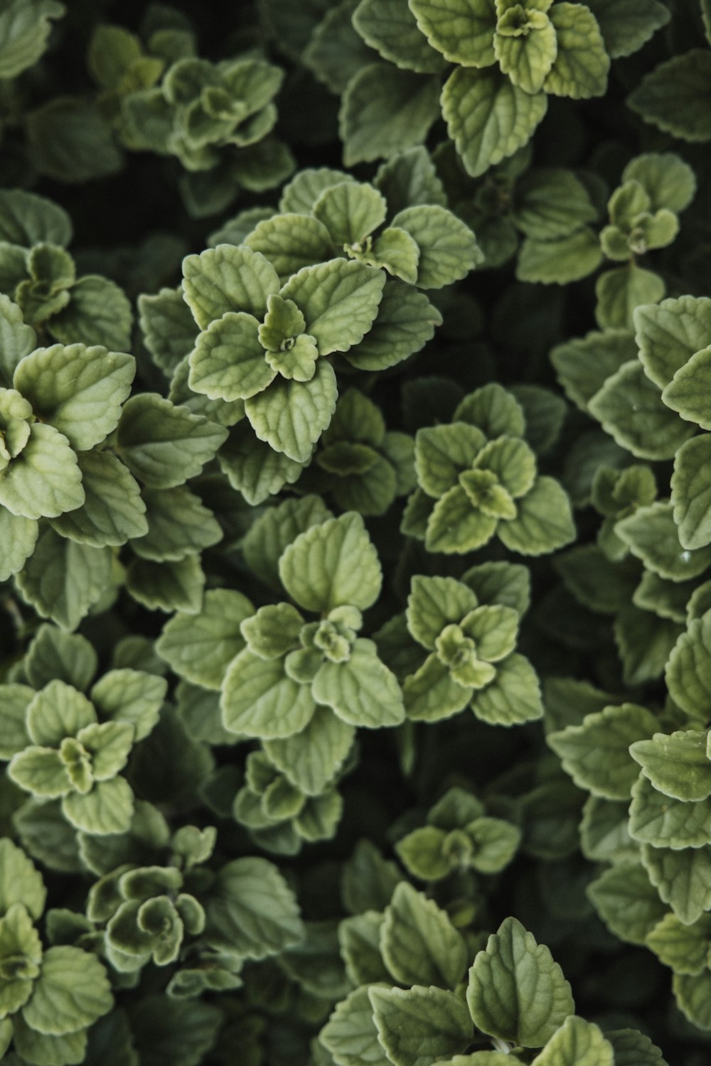 a close up of a plant with green leaves