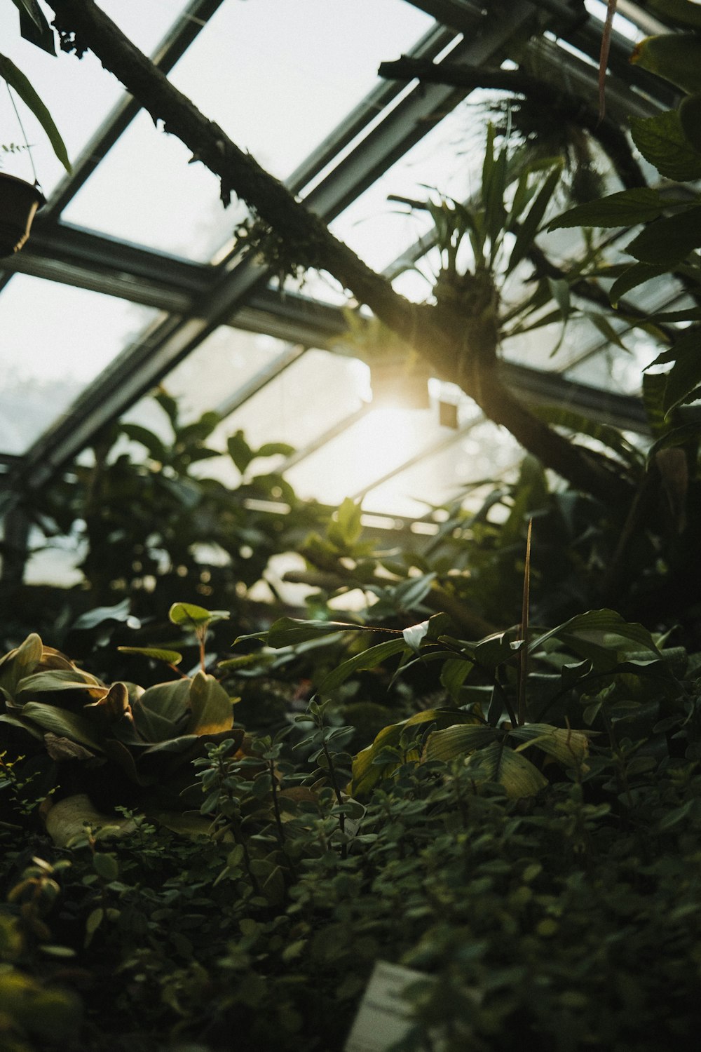 the sun is shining through the glass in the greenhouse