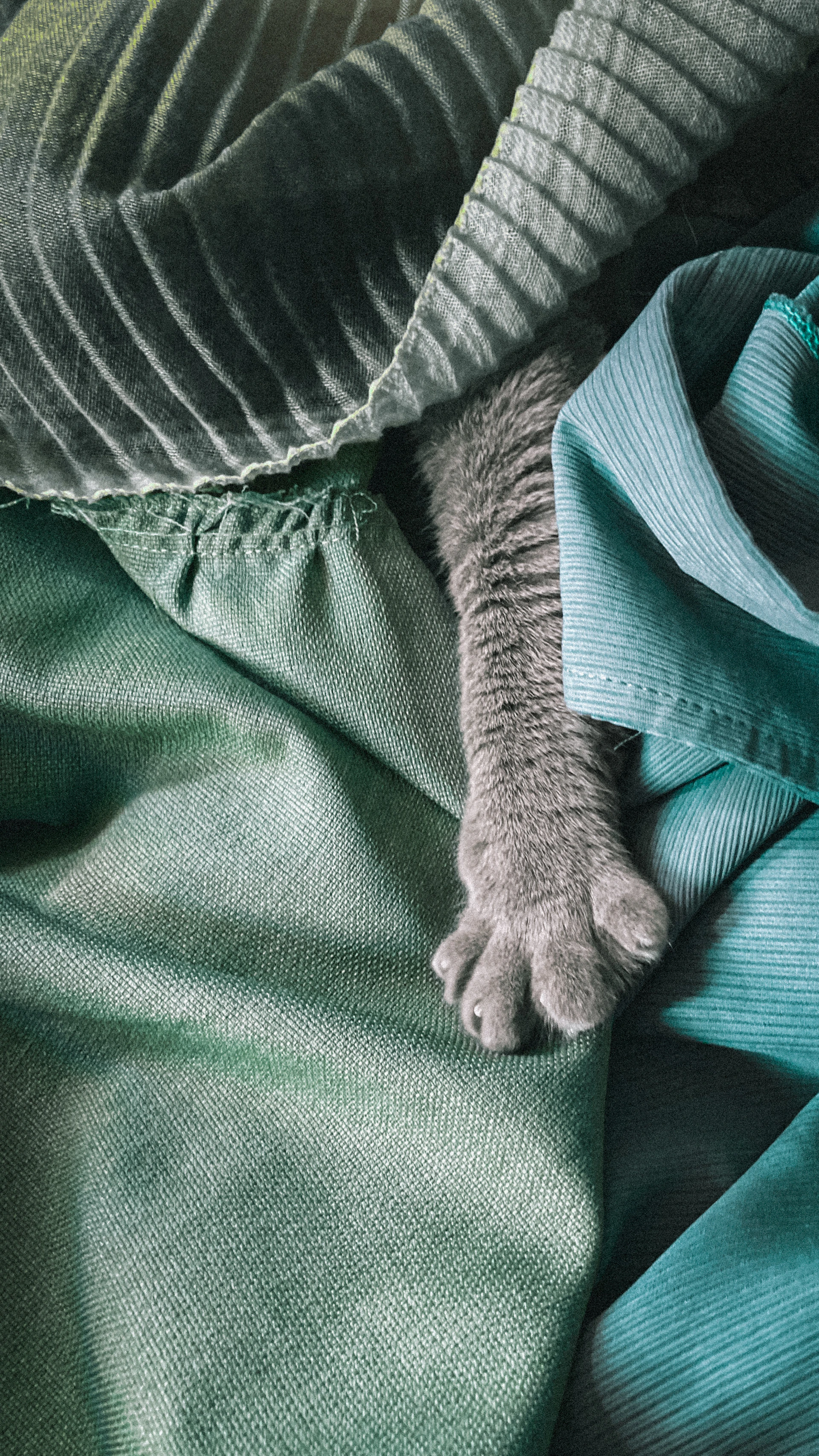 a cat laying on top of a green blanket