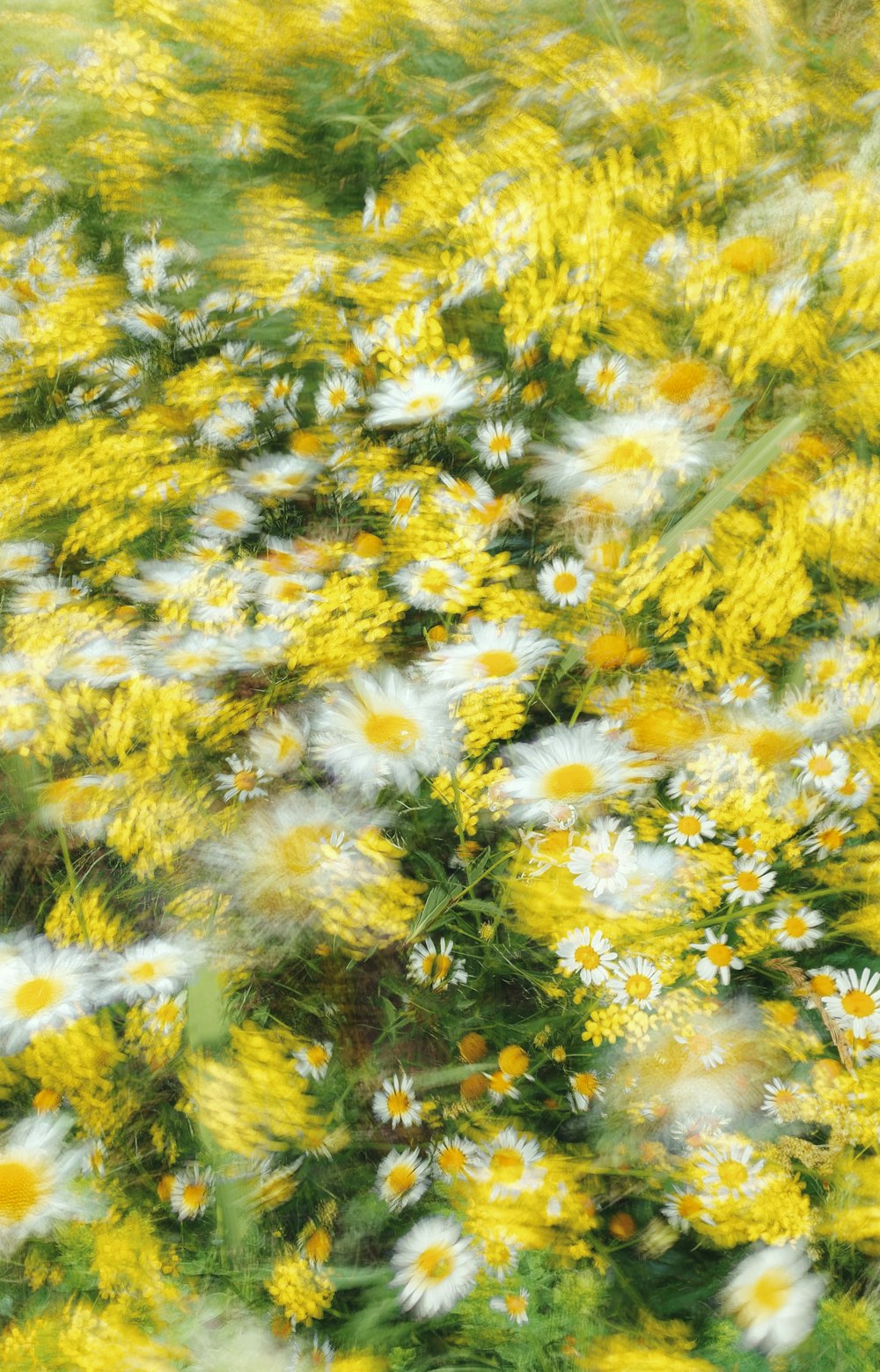 a field full of yellow and white flowers